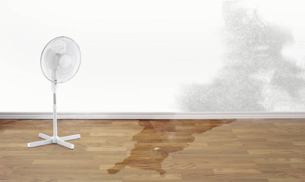 Best Basement water damage restoration  in Crainvle, IL